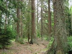 Verkaufe 800Ha Nadelwald in Nordrumänien.