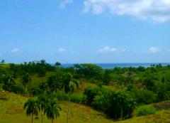 Groe Bergfinca mit Meerblick