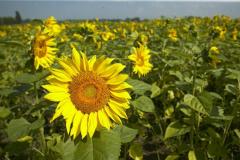 Landwirte erledigen Ihre Gartenarbeit