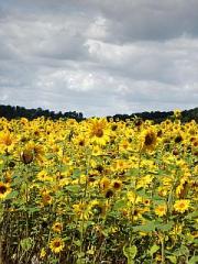 800 Ha Ackerland in Südrumänien zu erwerben 1700euro/Ha 